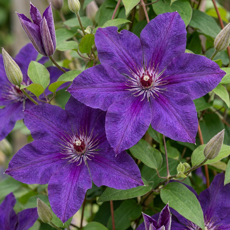 Clématite 'The President' (Clematis) - grimpante à grandes fleurs violet-bleu