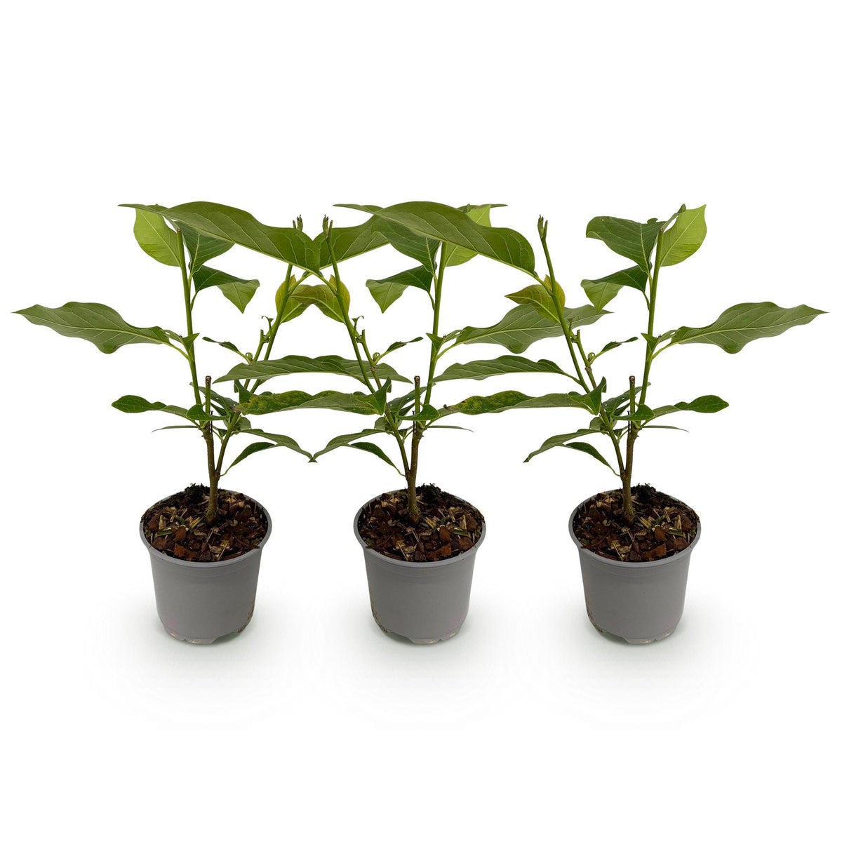 Magnolia étoilé - lot de 3 plants en pot de 12 cm