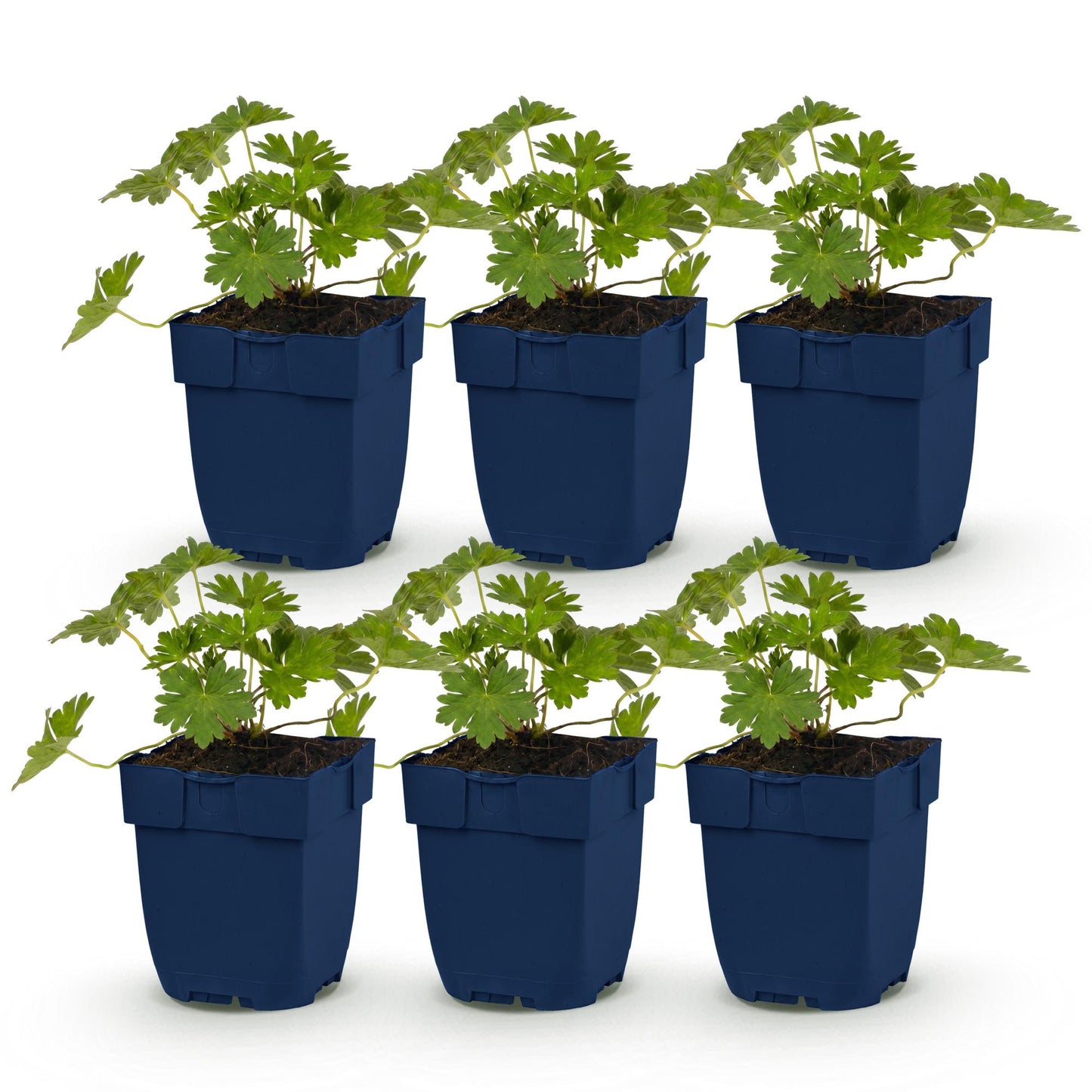 Géranium 'Rozanne', six jeunes plants de géranium vivaces en pots bleus, avec feuillage vert luxuriant, alignés sur un fond blanc pur.