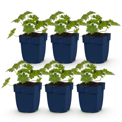 Géranium 'Rozanne', six jeunes plants de géranium vivaces en pots bleus, avec feuillage vert luxuriant, alignés sur un fond blanc pur.