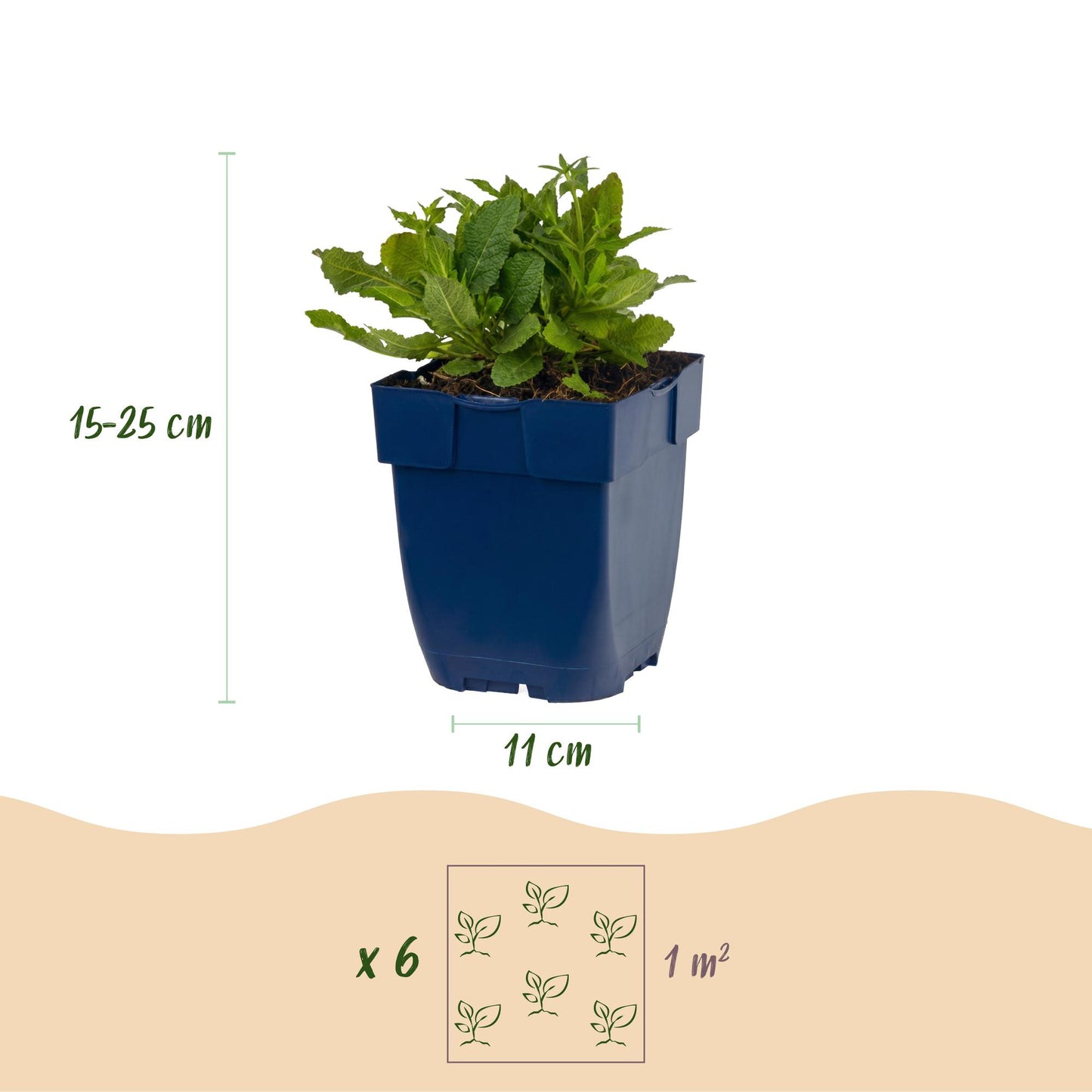 Sauge nem. Schneehügel : plant en pot bleu, dimensions du plant (15-25 cm de haut, pot de 11 cm) et plan de plantation (6 plants par m²).