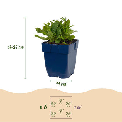 Sauge nem. Schneehügel : plant en pot bleu, dimensions du plant (15-25 cm de haut, pot de 11 cm) et plan de plantation (6 plants par m²).
