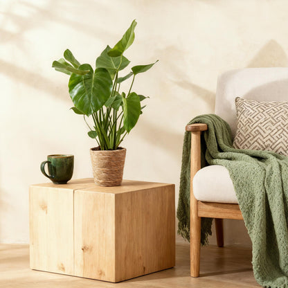 Plantes d'intérieur - Monstera Deliciosa - Plante à trous - Peu d'entretien - avec panier - Vert - 1 Plante - Pot 21cm - Hauteur 70-80cm