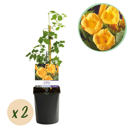 Campsis radicans Flava, plant en pot avec une étiquette affichant ses fleurs jaunes éclatantes, avec bulle "x 2" et gros plan des fleurs.