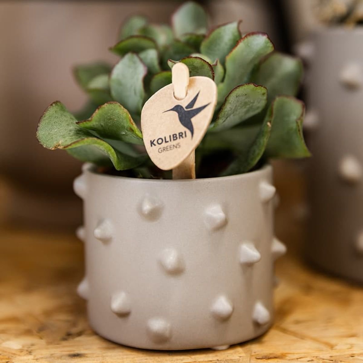 Cache-pot céramique à picots en relief - style audacieux - mise en scène avec une plante