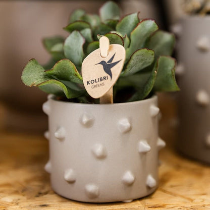 Cache-pot céramique à picots en relief - style audacieux - mise en scène avec une plante