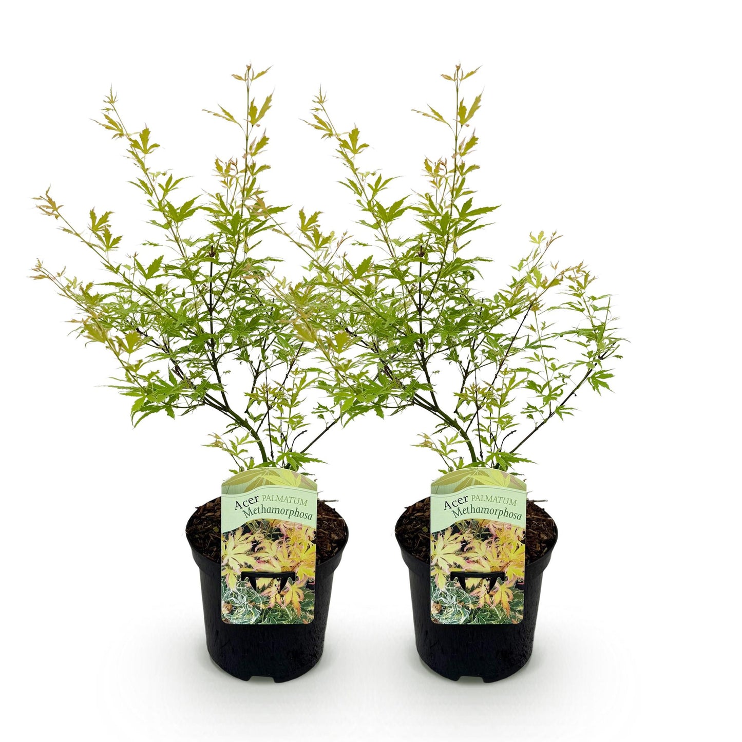 Érable du Japon Matamorphosa. Deux plants d'érable du Japon aux feuilles vert clair en pot noir sur fond blanc, prêts à être plantés.
