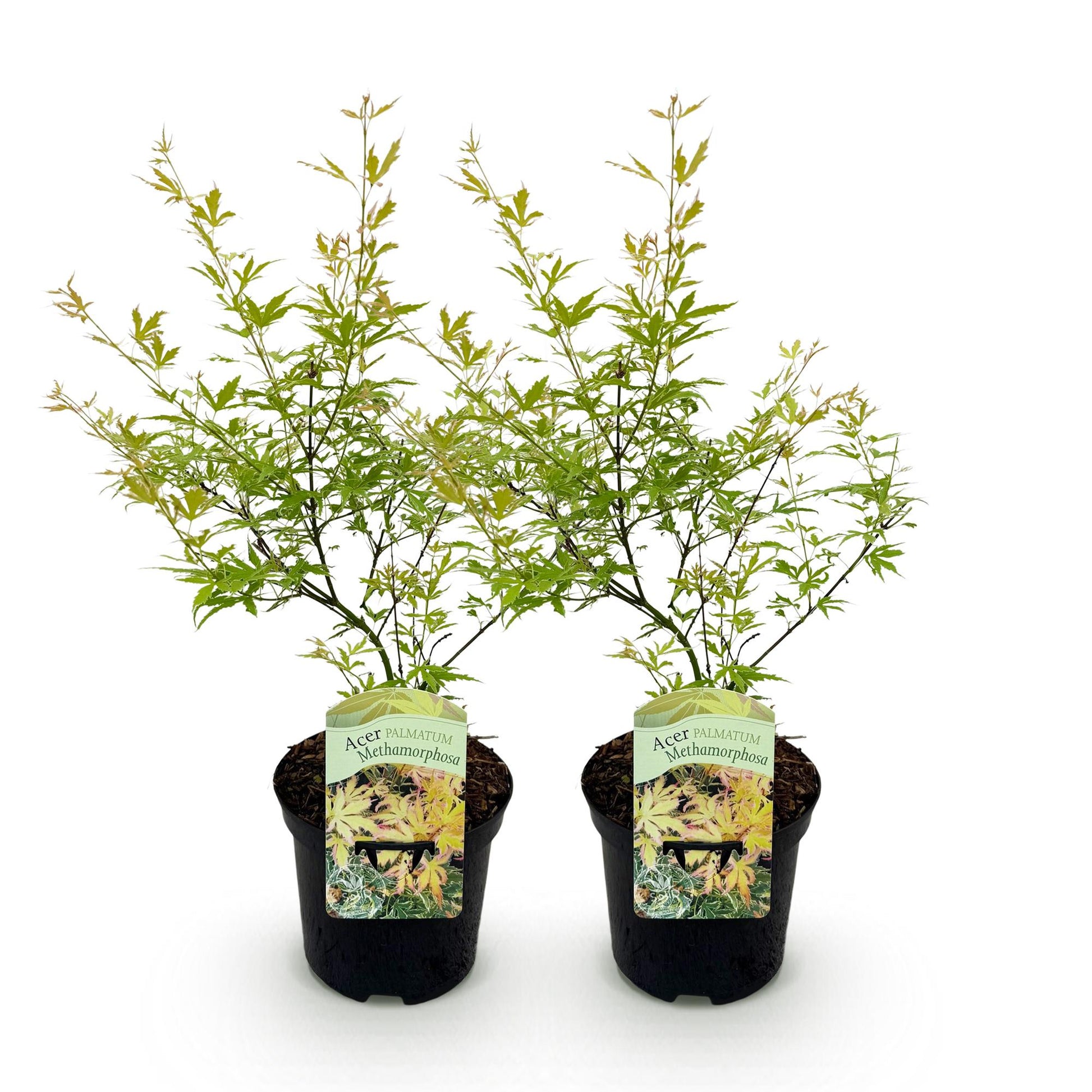 Érable du Japon Matamorphosa. Deux plants d'érable du Japon aux feuilles vert clair en pot noir sur fond blanc, prêts à être plantés.