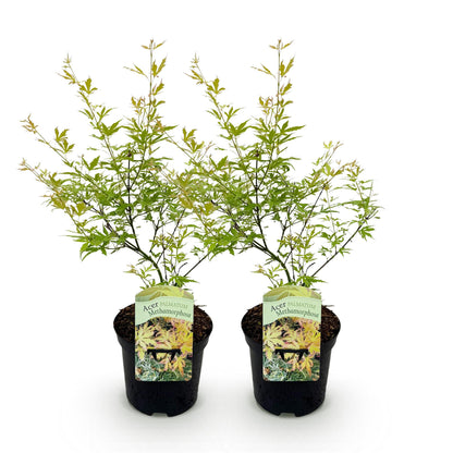 Érable du Japon Matamorphosa. Deux plants d'érable du Japon aux feuilles vert clair en pot noir sur fond blanc, prêts à être plantés.