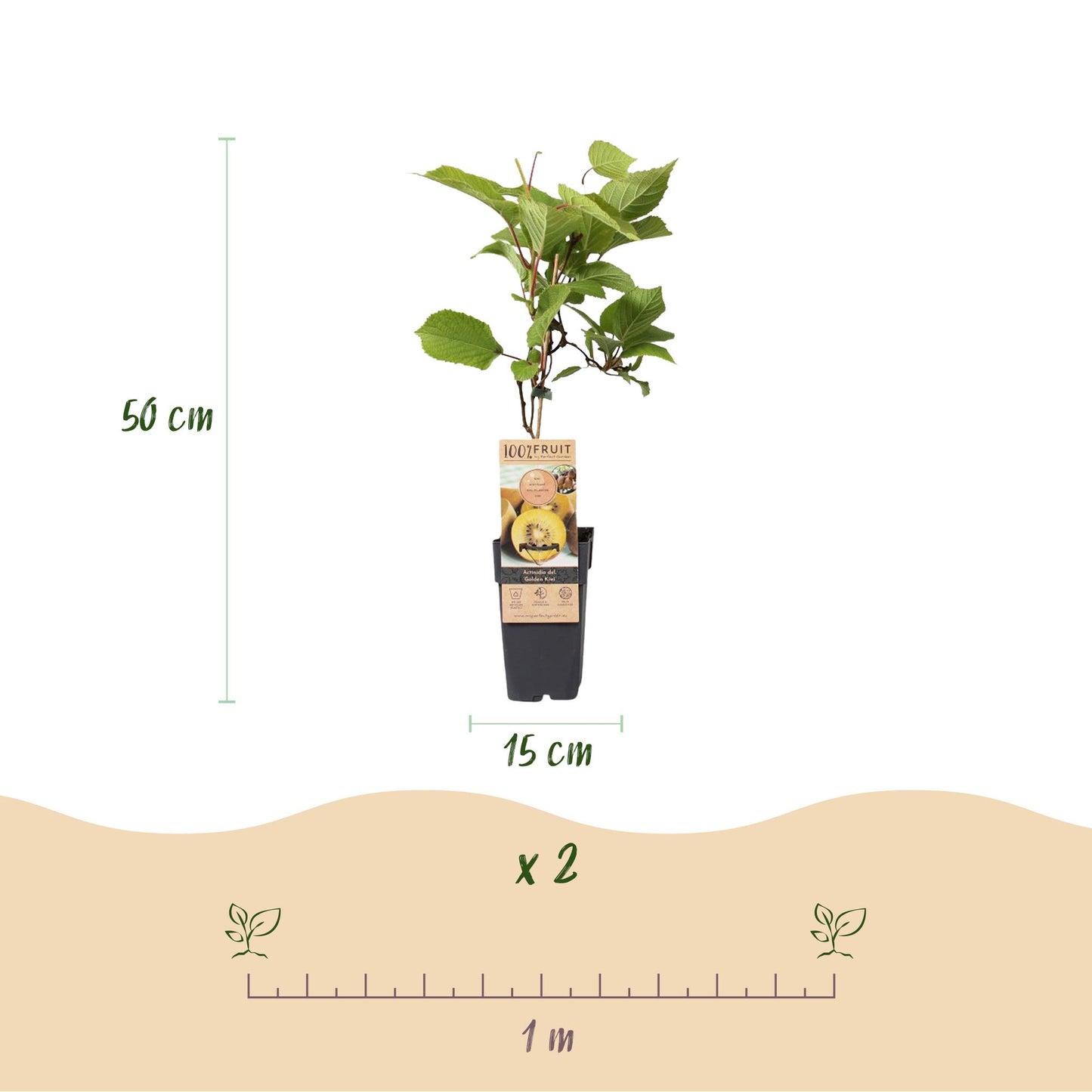 Actinidia deliciosa Golden Kiwi. Plant de kiwi femelle à fruits jaunes en pot de 15cm, hauteur 50cm. Lot de 2 plants avec espacement de 1m.