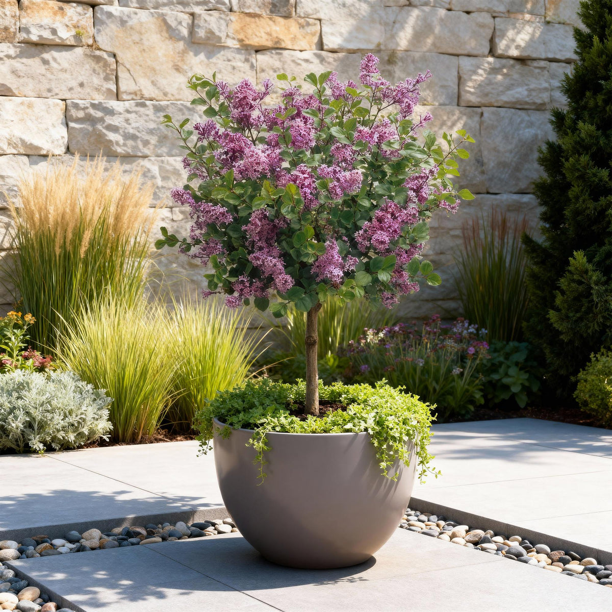 Syringa meyeri Palibin en pot, plante sur tige fleurie de petites fleurs violettes, dans un aménagement paysager moderne.