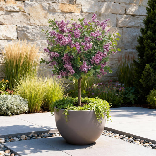 Syringa meyeri Palibin en pot, plante sur tige fleurie de petites fleurs violettes, dans un aménagement paysager moderne.