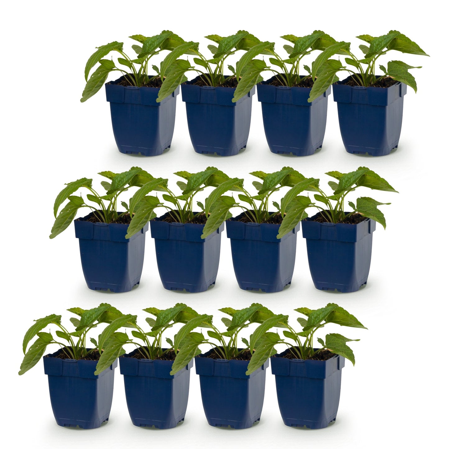 Rudbeckia fulg. Goldsturm : douze jeunes plants en pots bleus, alignés sur trois rangées sur un fond blanc uni, prêts à être plantés.