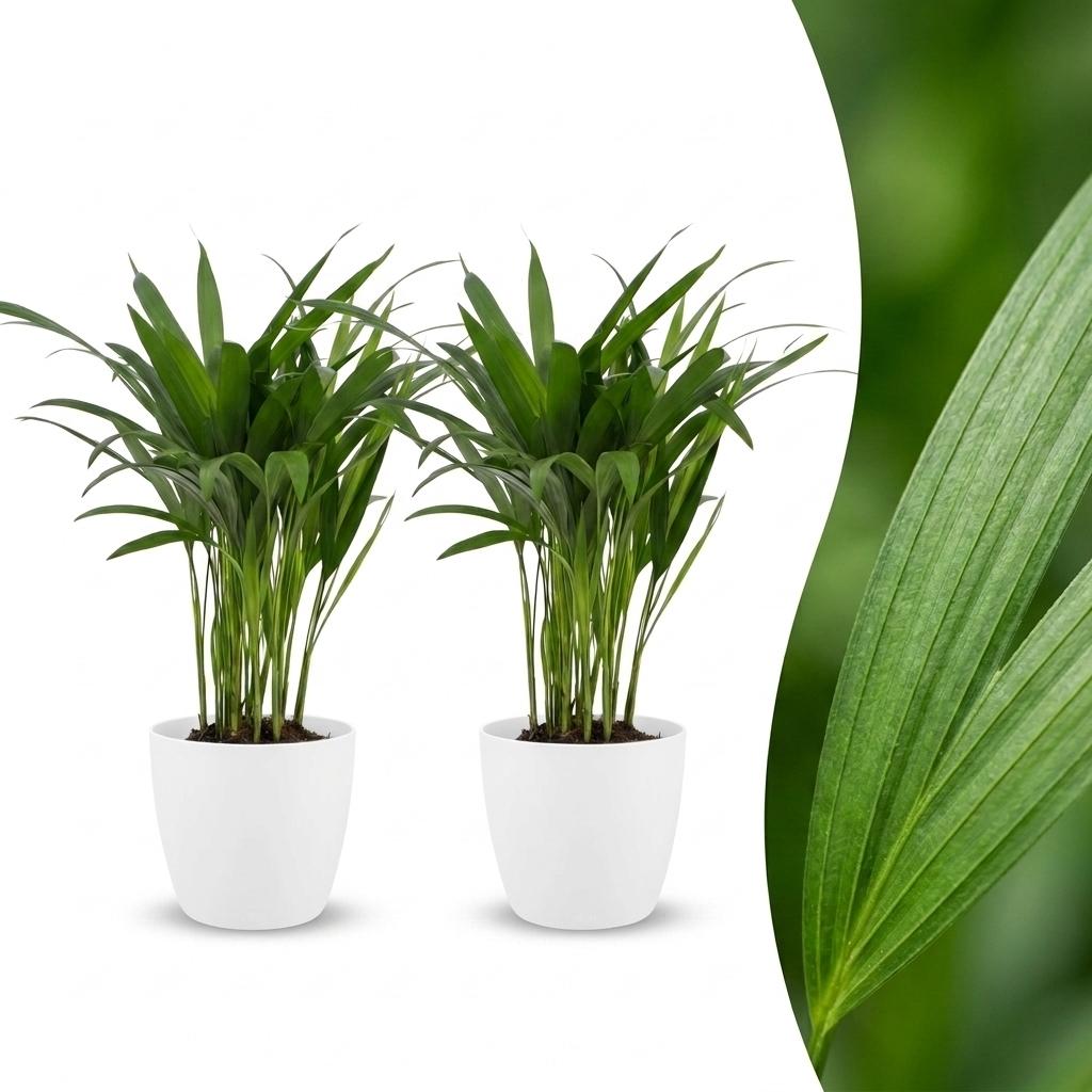 Areca Lutescens - Palmier Areca - Pot de 12cm - 2 plantes - Blanc