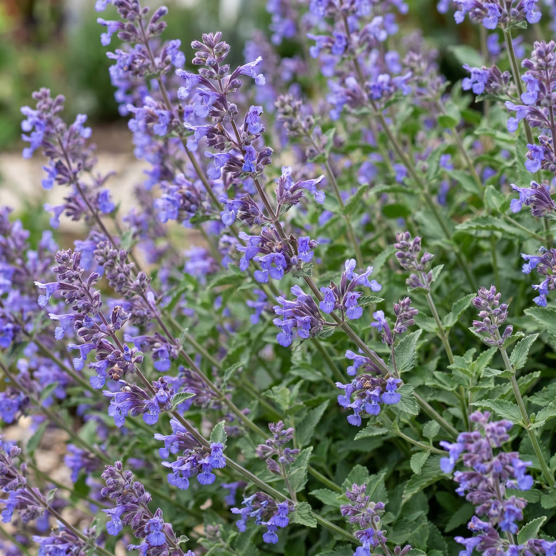 Nepeta faassenii 'Six Hills Giant' fleurie de petites fleurs violettes, entourée de son feuillage vert clair. Cette herbe à chat attire abei