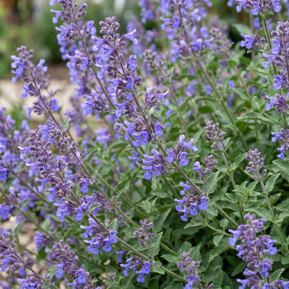 Nepeta faassenii 'Six Hills Giant' fleurie de petites fleurs violettes, entourée de son feuillage vert clair. Cette herbe à chat attire abei