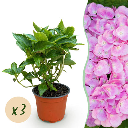 Hydrangea macrophylla Rose. Jeune hortensia rose en pot avec une bulle indiquant un lot de 3 plants.