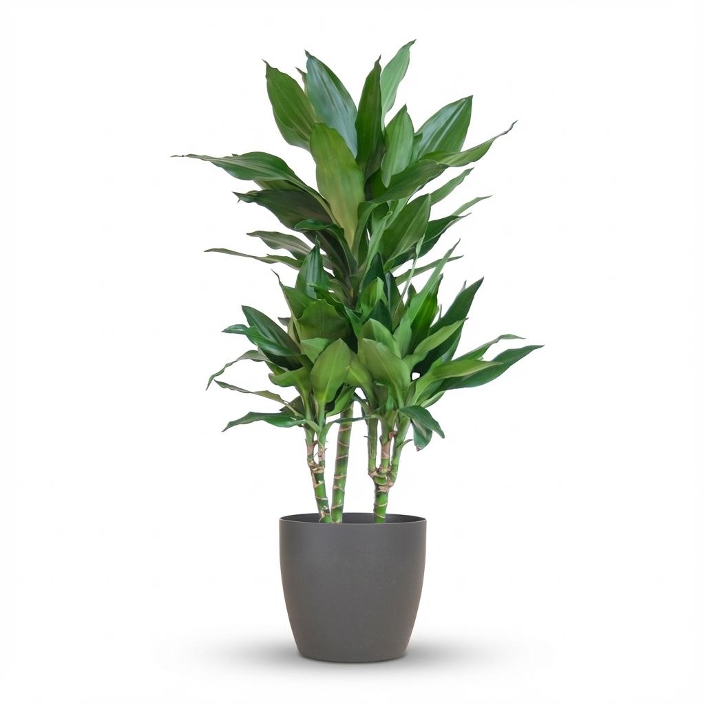 Dracaena  Janet Lindt avec Potter Gris - 95cm - Ø21