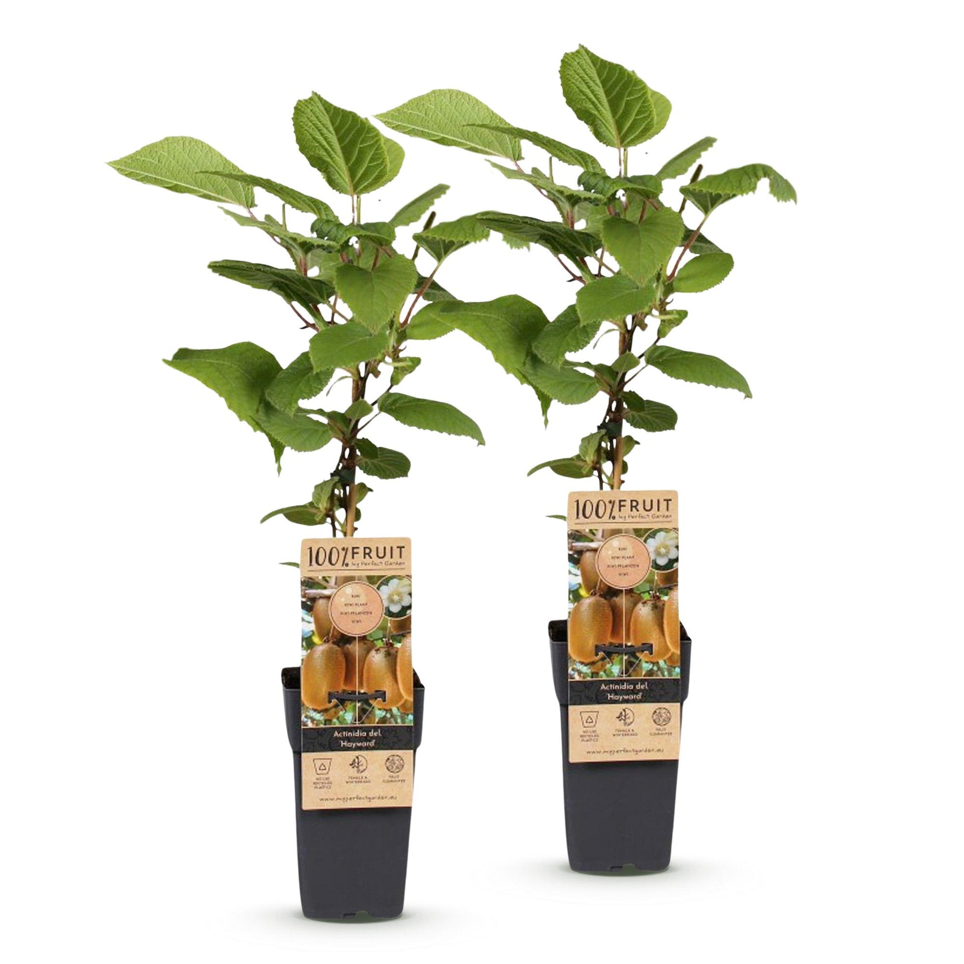 Kiwi Actinidia deliciosa 'Hayward', deux jeunes plants en pot, feuillage vert sur fond blanc uni, prêts à être plantés au jardin.