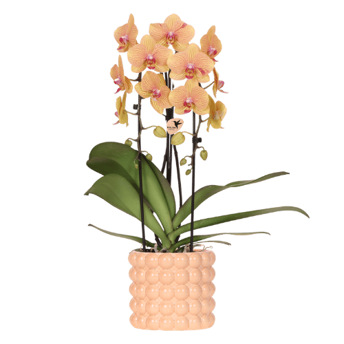 Orchidée Phalaenopsis 'Niagara Falls Sunny Bunny' jaune et rose (Phalaenopsis) - Pot 12 cm