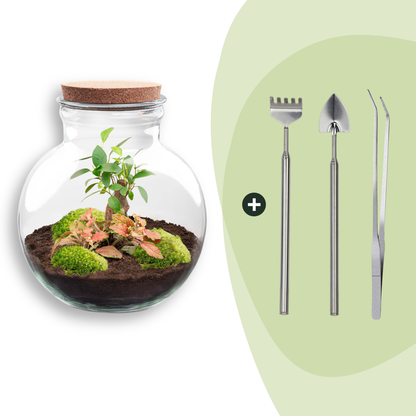 Kit terrarium boule bonsaï : Avec râteau, pelle et pince