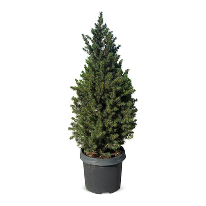 Épicéa de l'Alberta 'Conica' 1 sapin en pot de 23 cm