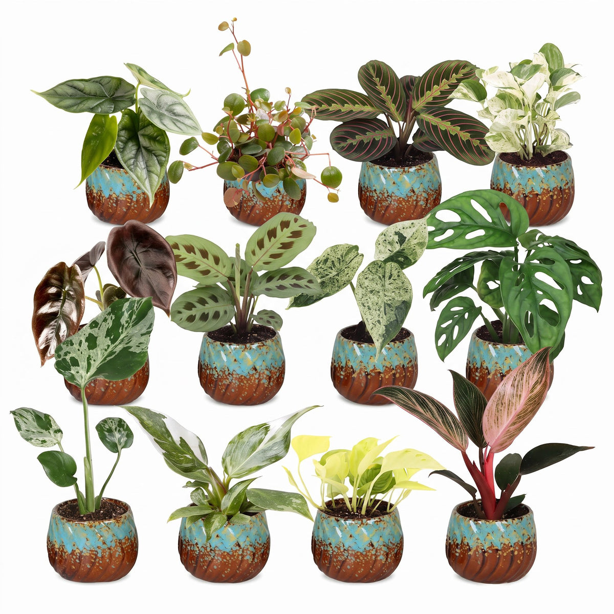 Box surprise plantes en pot de 6 cm, 12 plantes, cache-pot cuivre et turquoise