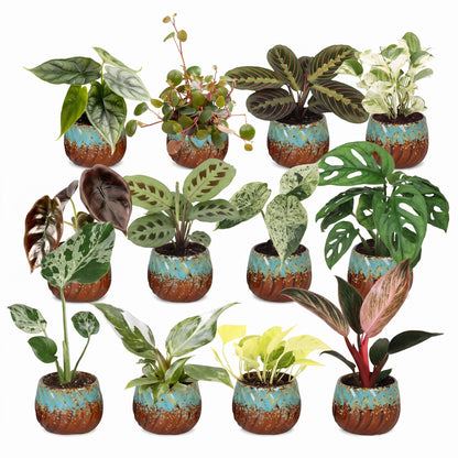 Box surprise plantes en pot de 6 cm, 12 plantes, cache-pot cuivre et turquoise