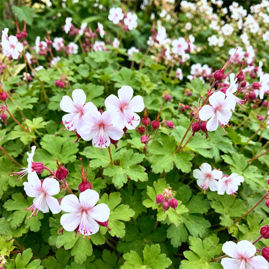 Geranium macrorrhizum 'Spessart' en pot de 11 cm, fleurs blanches teintées de rose
