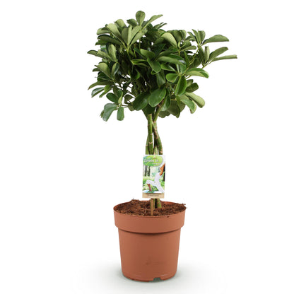 Plantes d'intérieur - Schefflera Nora - Arbre à doigts - Peu d'entretien - Vert - 1 Plante - Pot 21cm - Hauteur 70-82cm
