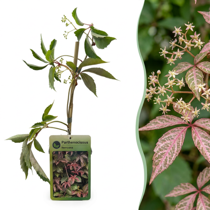 Vigne vierge de Henry (Parthenocissus henryana) - grimpante au feuillage flamboyant