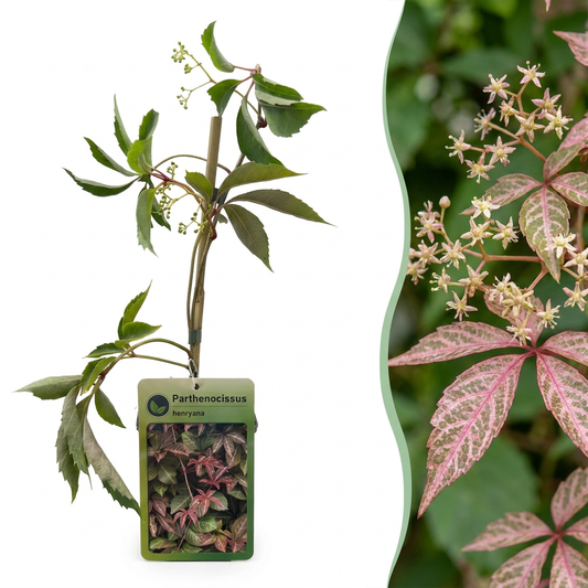 Henry’s Virginia creeper (Parthenocissus henryana) – a climbing plant with fiery foliage