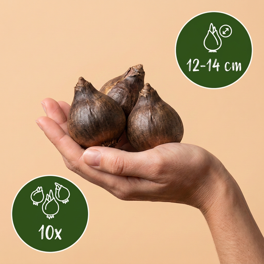 Bulbes de Camassia de Leichtlin en mélange bleu et blanc tenus dans une main, calibre 12-14 cm, lot de 10 bulbes.