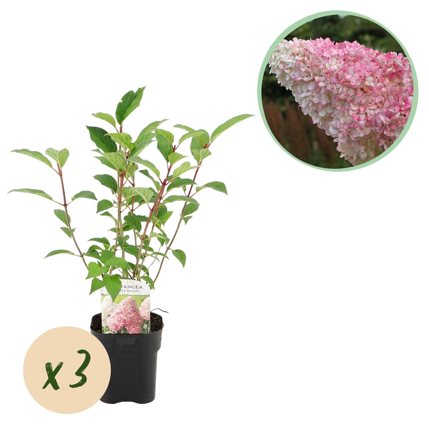 Hortensia Panachée Hydrangea panniculata Vanille Fraise, plante en pot sur fond blanc, avec encart "x3" et bulle d'un gros plan de fleurs ro