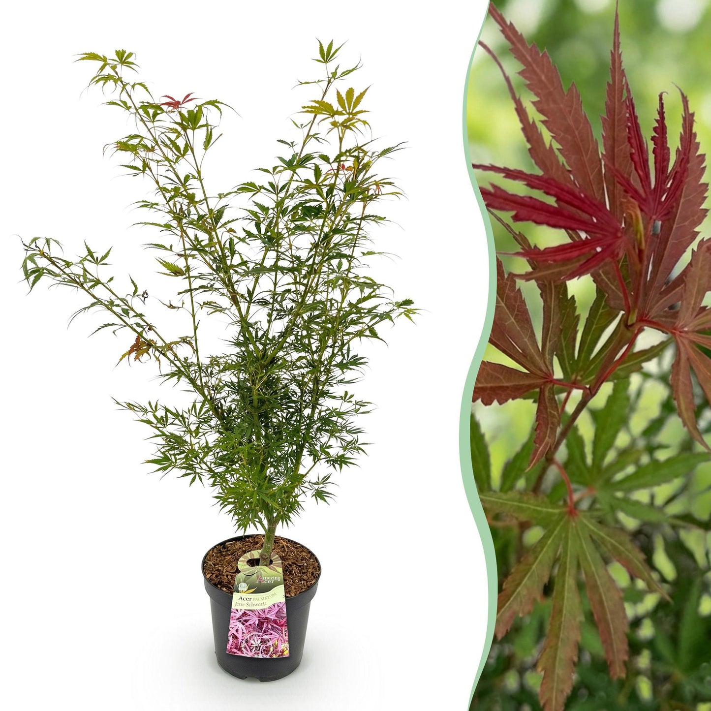 Acer palmatum Jerre Swarts. Jeune érable japonais en pot, feuillage vert printanier, avec un aperçu de son magnifique feuillage automnal rou