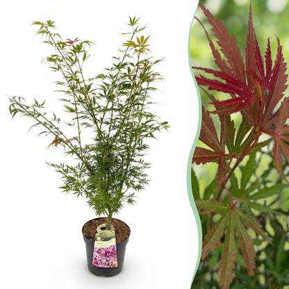 Acer palmatum Jerre Swarts. Jeune érable japonais en pot, feuillage vert printanier, avec un aperçu de son magnifique feuillage automnal rou