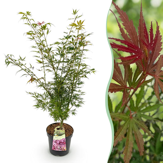 Acer palmatum Jerre Swarts. Jeune érable japonais en pot, feuillage vert printanier, avec un aperçu de son magnifique feuillage automnal rou