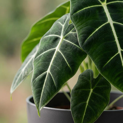 Plante d'intérieur - Oreille d'éléphant - Alocasia Frydek - Vert - Entretien facile - 1 Plante - avec Potter Gris - Pot 19cm - Hauteur 60cm