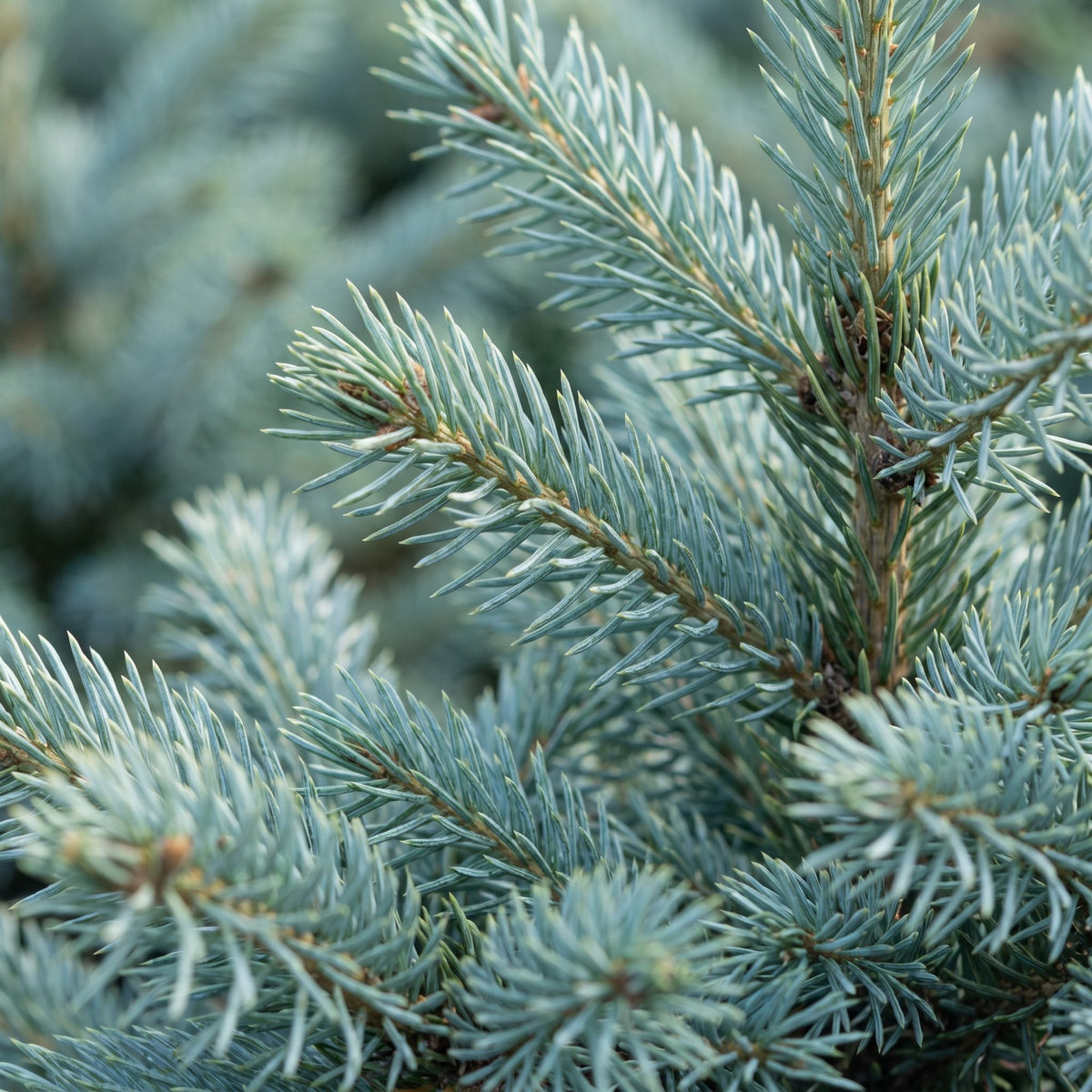 Gros plan sur les aiguilles : Épicéa bleu du Colorado (Picea pungens Glauca)