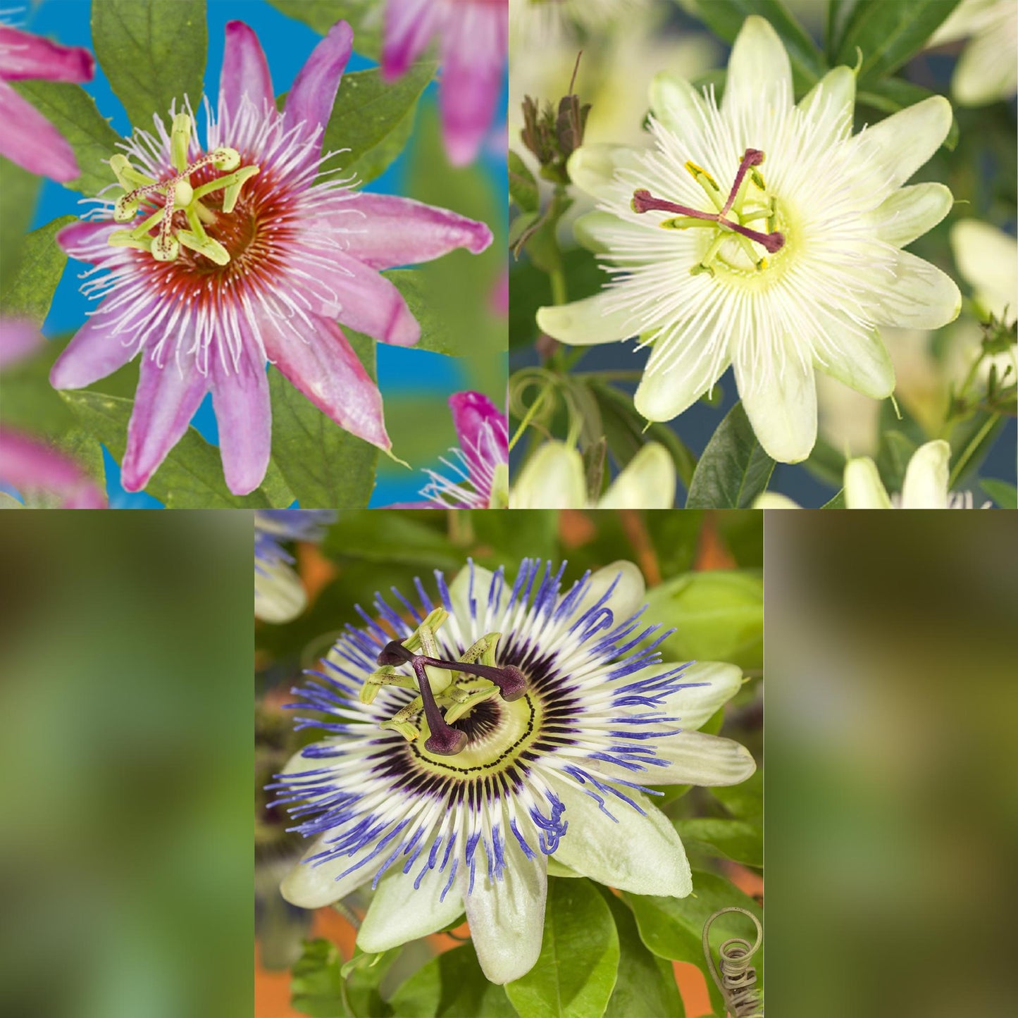 Passiflora caerulea. Collage de trois gros plans de fleurs de la passion aux couleurs variées : rose, blanc cassé et blanc-violet.