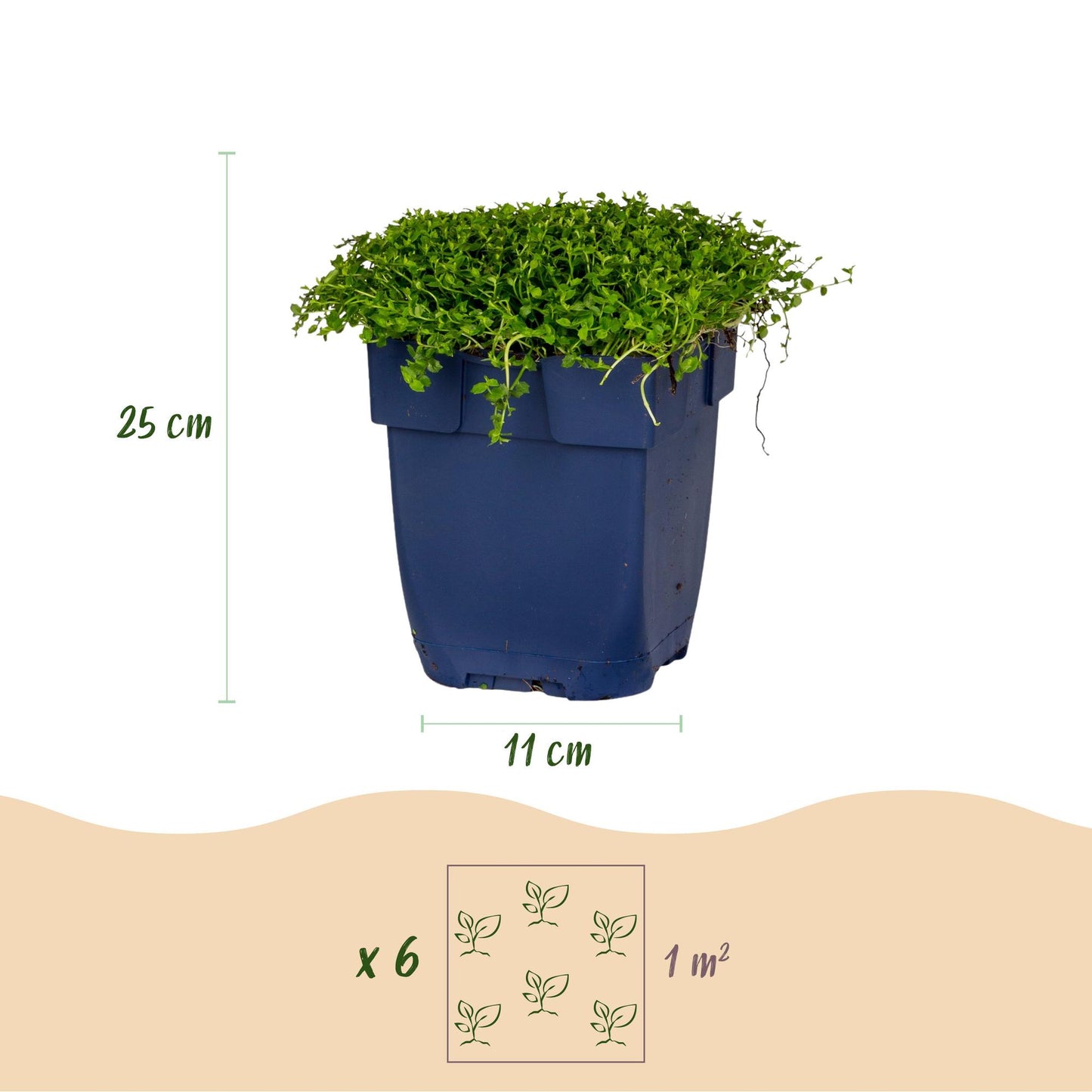 Isotoma fluviatilis. Infographie montrant un pot de 11 cm de diamètre, une plante de 25 cm de haut et un espacement de 6 plants par m².