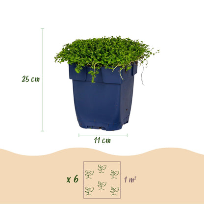 Isotoma fluviatilis. Infographie montrant un pot de 11 cm de diamètre, une plante de 25 cm de haut et un espacement de 6 plants par m².
