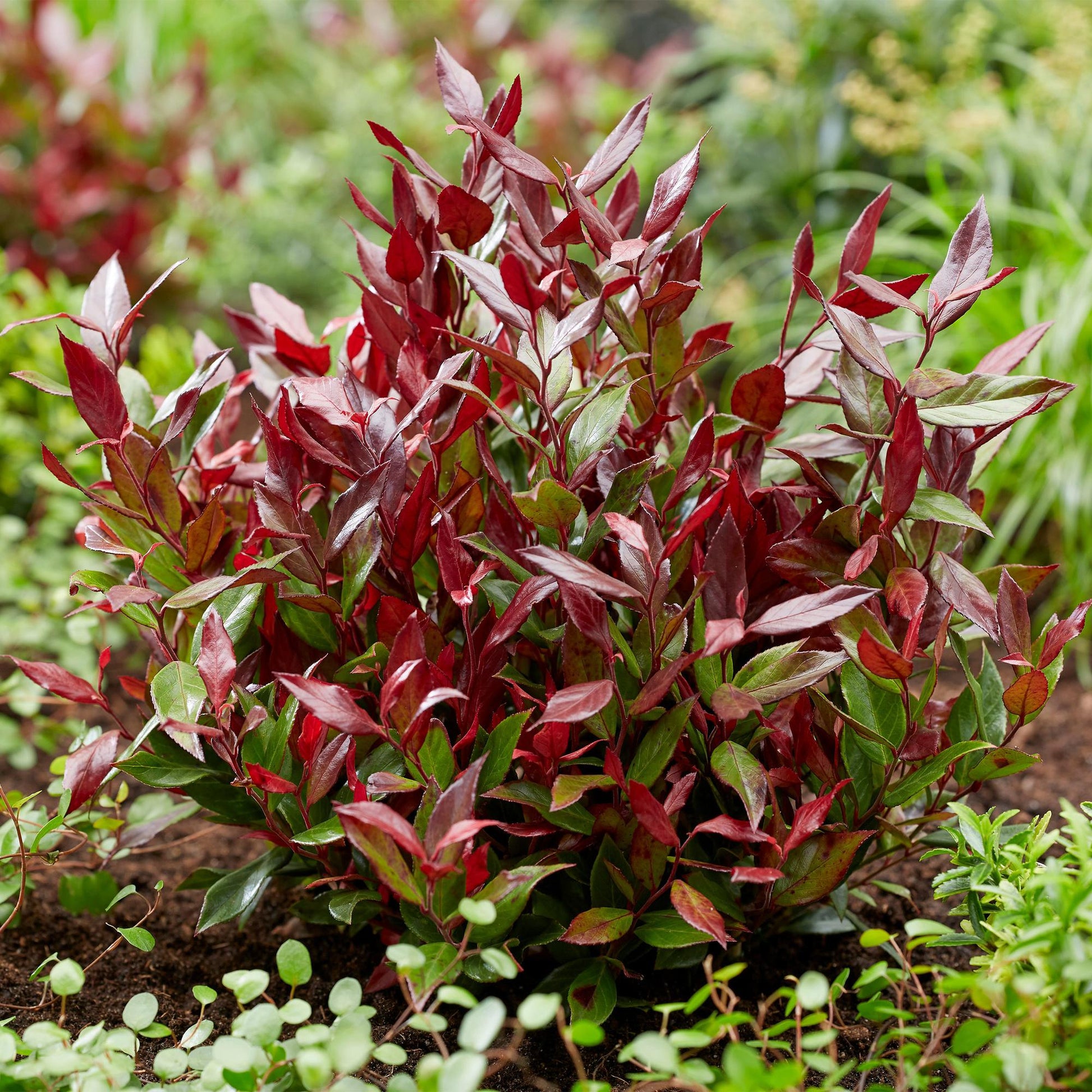 Leucothoe Little Flame : jeune plant aux feuilles rouges et vertes éclatantes, fraîchement planté en pleine terre, entouré d'autres jeunes p