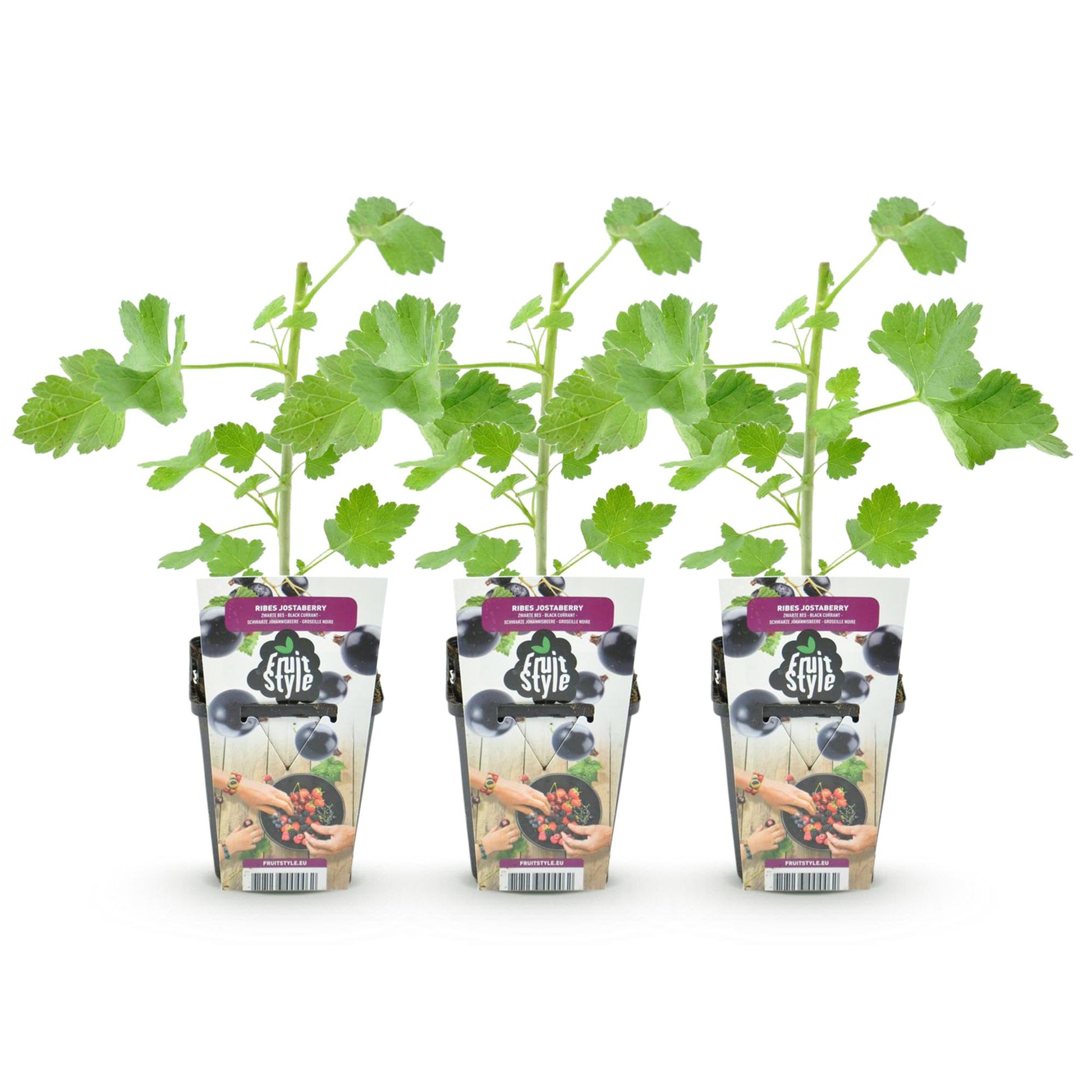 Jostaberry : 3 plants en pot de 9cm sur fond blanc, prêts à être plantés pour des fruits savoureux.