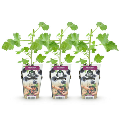 Jostaberry : 3 plants en pot de 9cm sur fond blanc, prêts à être plantés pour des fruits savoureux.