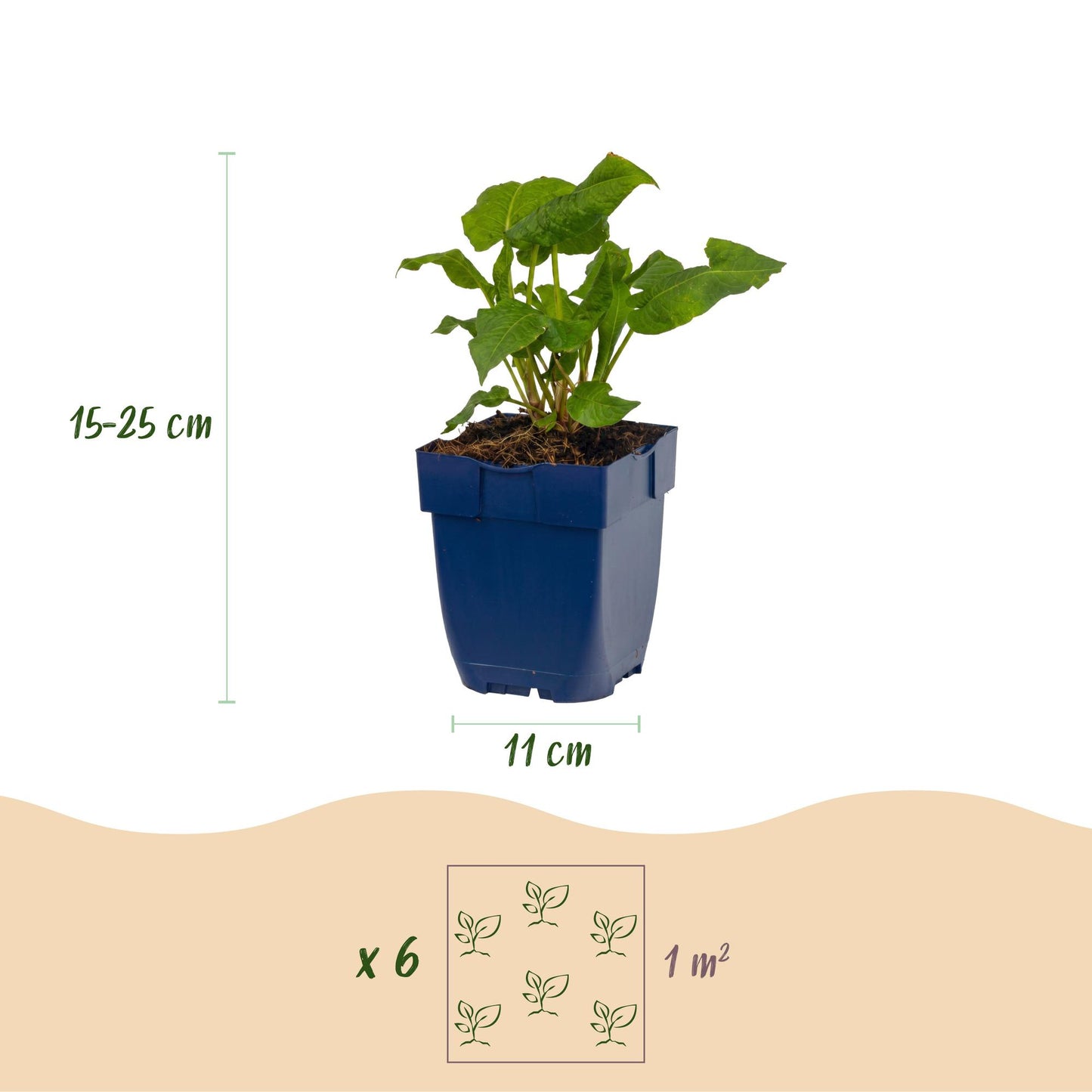 Renouée 'Persicaria ampl. Alba' en pot de 11cm, hauteur 15-25cm, avec un schéma indiquant 6 plants par m².