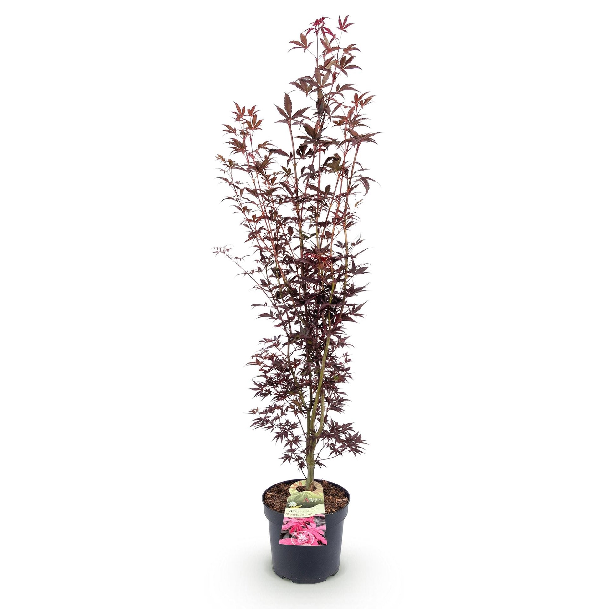 Acer palmatum Atropurpureum, Érable japonais au feuillage pourpre, caduc, en pot de 26 cm, hauteur 90 cm. Idéal pour un jardin ou une terras