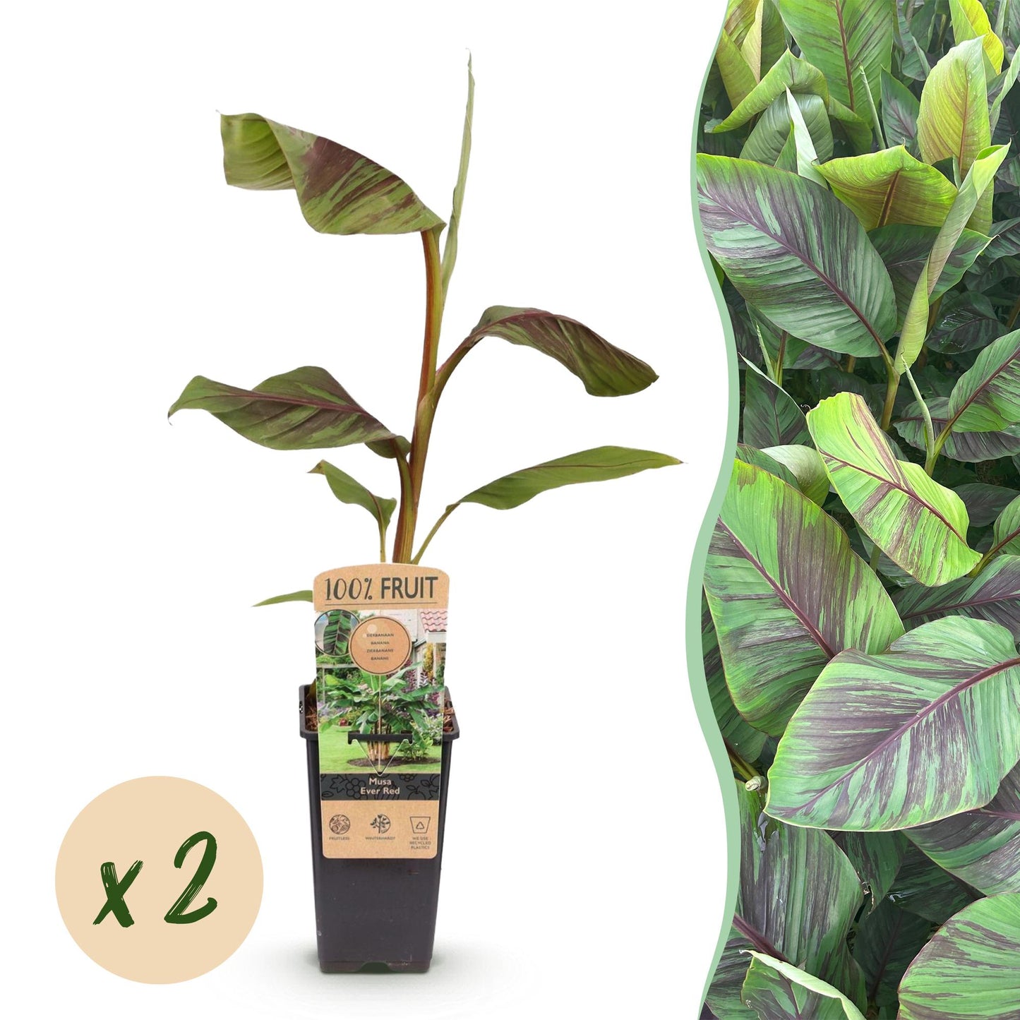 Musa Ever Red. Jeune bananier en pot avec de grandes feuilles vertes et rouges, et pastille 'x2' pour indiquer le lot.