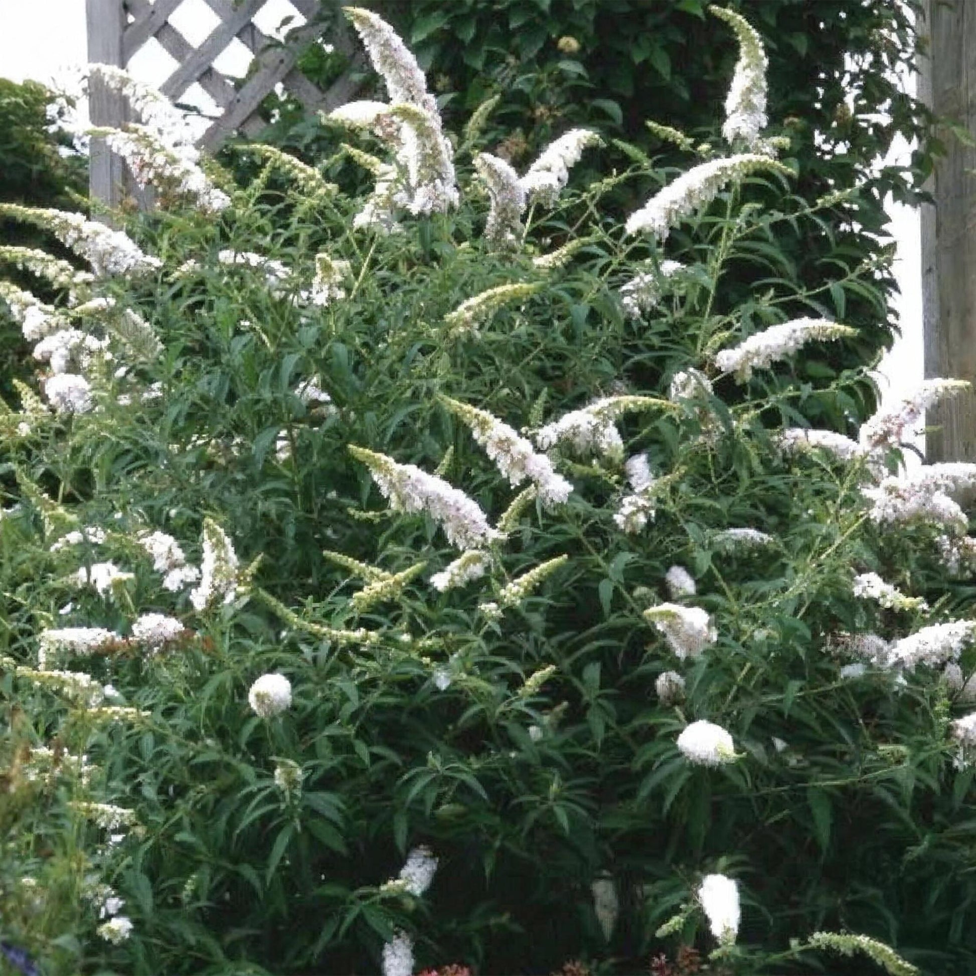 Buddleja davidii White Profusion, arbre à papillons, arbuste en pleine floraison avec de nombreuses grappes de fleurs blanches allongées dan