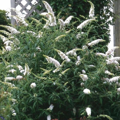 Buddleja davidii White Profusion, arbre à papillons, arbuste en pleine floraison avec de nombreuses grappes de fleurs blanches allongées dan